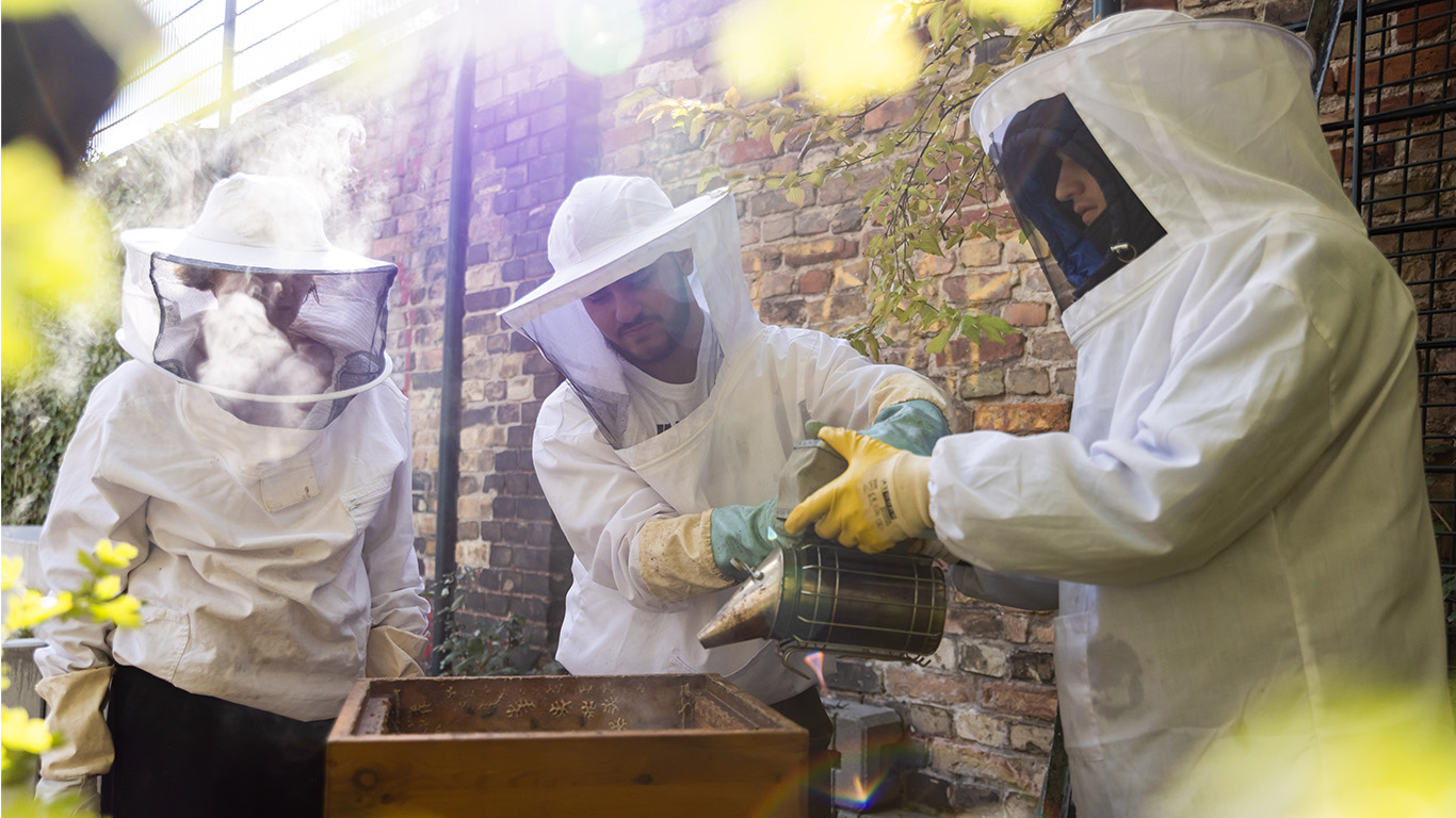 Drei Personen stehen in Imkerkleidung um eine Bienenbeute und sprühen Rauch hinein.