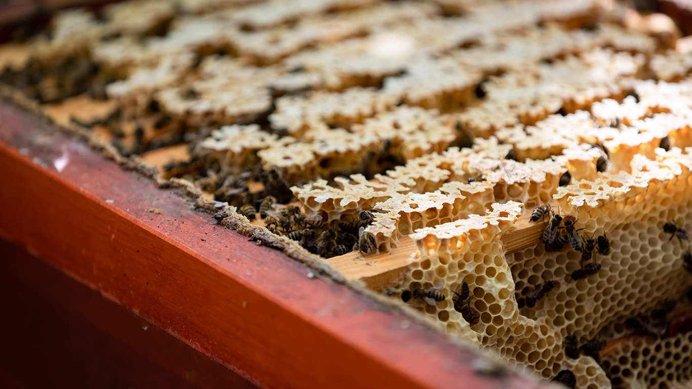 Blick in eine Bienenbeute mit Waben und Honigbienen.